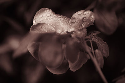 Close-up of water lily