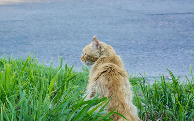 View of a dog looking away