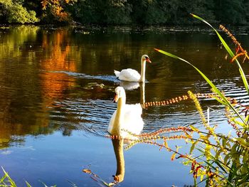 Birds on a lake