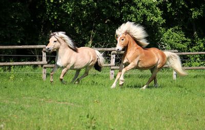 Horses in a field