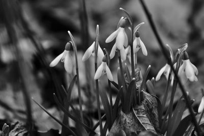 Close-up of flowering plants on field