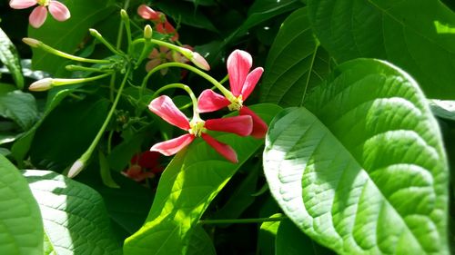 Close-up of red flowers