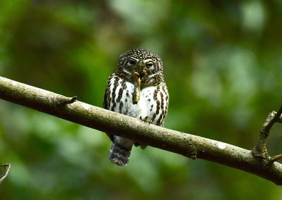 Close-up of owl perching on branch