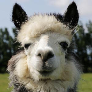 Close-up portrait of a alpaca