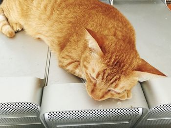 High angle view of cat lying on seat