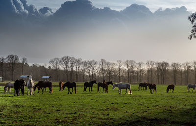 Horses grazing in a field