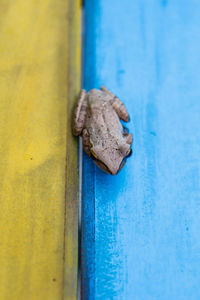 Close-up of animal on wood