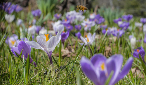 Close-up of purple crocus flowers blooming on field