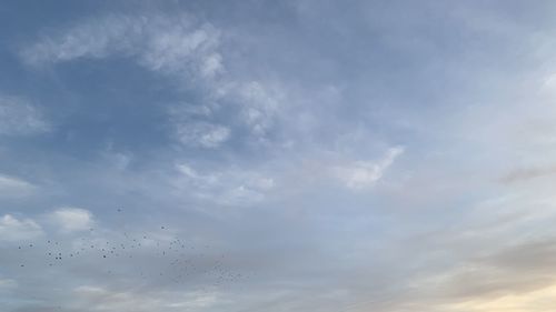 Low angle view of birds flying in sky