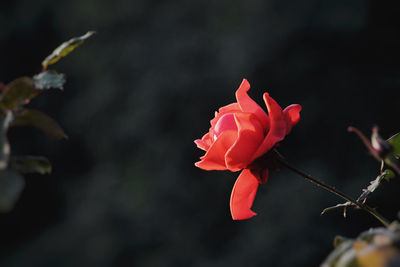 Close-up of red rose