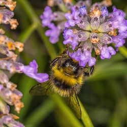 Close-up of bee on purple flower