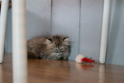 Cat sleeping on wall