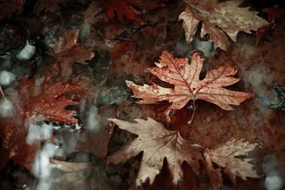 High angle view of maple leaves on water