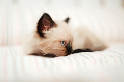 Cat resting on bed