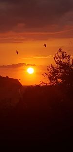 Silhouette of bird flying in sky during sunset