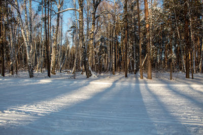 Trees on snow covered land