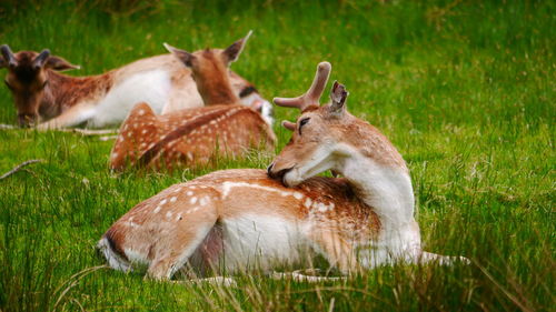Side view of deer on field