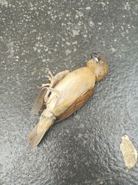 High angle view of crab on shore