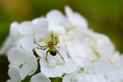 Close-up of insect on white flower