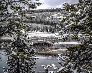 Scenic view of trees during winter