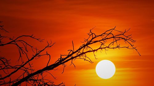 Silhouette of leafless almond branches at sunset in early spring in rio de janeiro - brazil