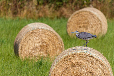 Hay bales in a field