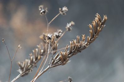 Close-up of wilted plant during winter