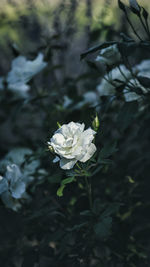 Close-up of white rose