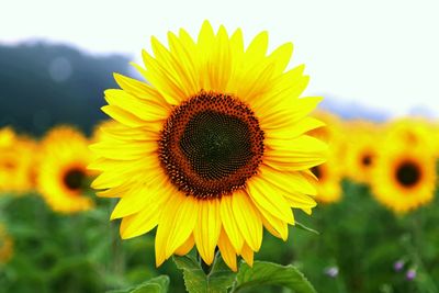 Close-up of sunflower on field against sky