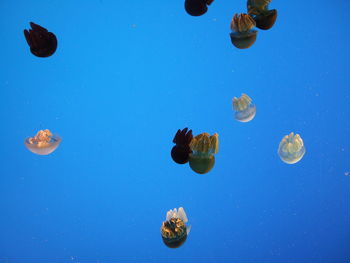 Close-up of jellyfish in sea