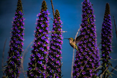Low angle view of bird on purple flowering plants