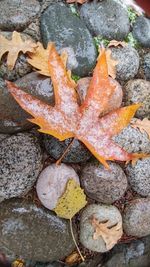 High angle view of leaves on ground
