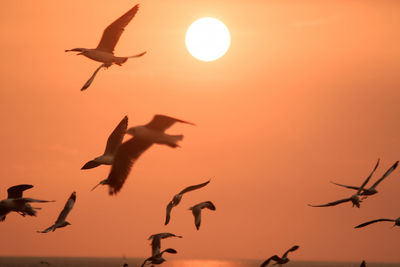 Silhouette of seagulls flying with the sunset