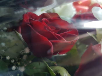 Close-up of red rose