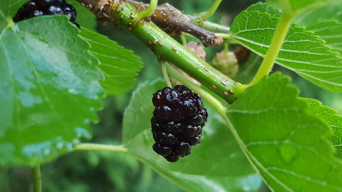 Close-up of berries on plant