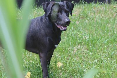 Black dog on field