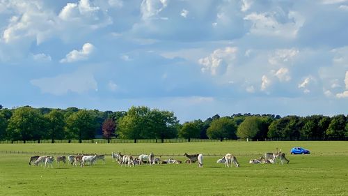 View of sheep on grassy field against sky