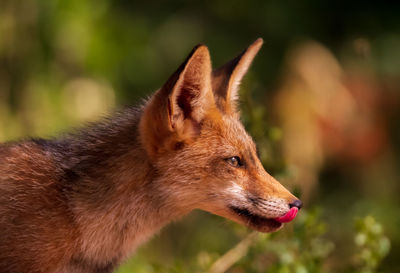Close-up of a fox