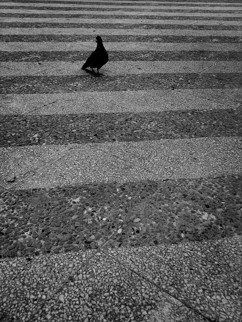 animal themes, one animal, bird, animals in the wild, wildlife, full length, shadow, sand, high angle view, sunlight, outdoors, day, walking, nature, no people, street, dog, domestic animals, pigeon, field