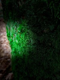 Close-up of ivy growing on tree