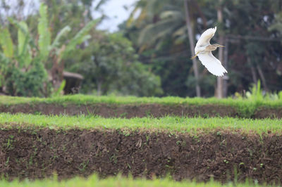 Bird flying over a field