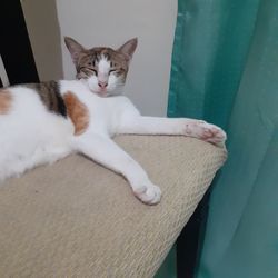 Portrait of cat resting on sofa