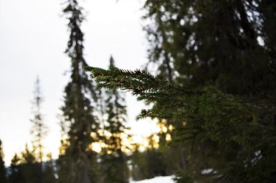 Close-up of pine tree during winter