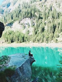 Scenic view of waterfall in forest