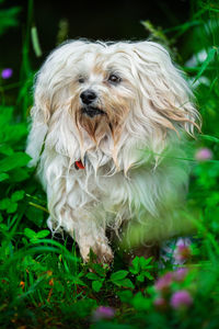 Close-up of a dog