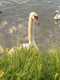 Swan swimming in lake