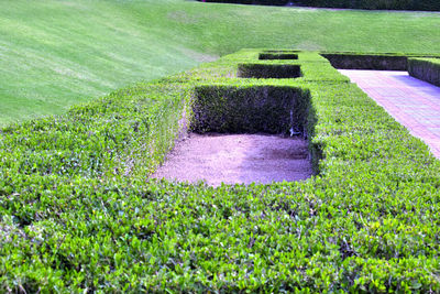 Plants growing in a park