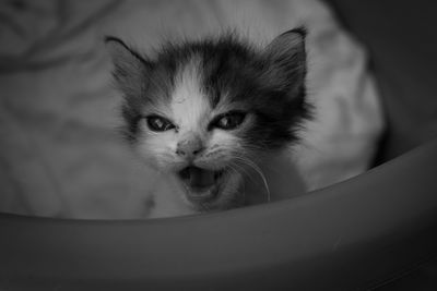 Close-up portrait of a cat