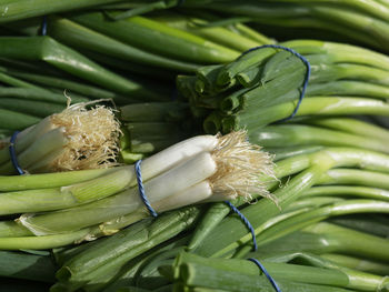 Close-up of green leaf