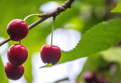 Close-up of berries growing on tree